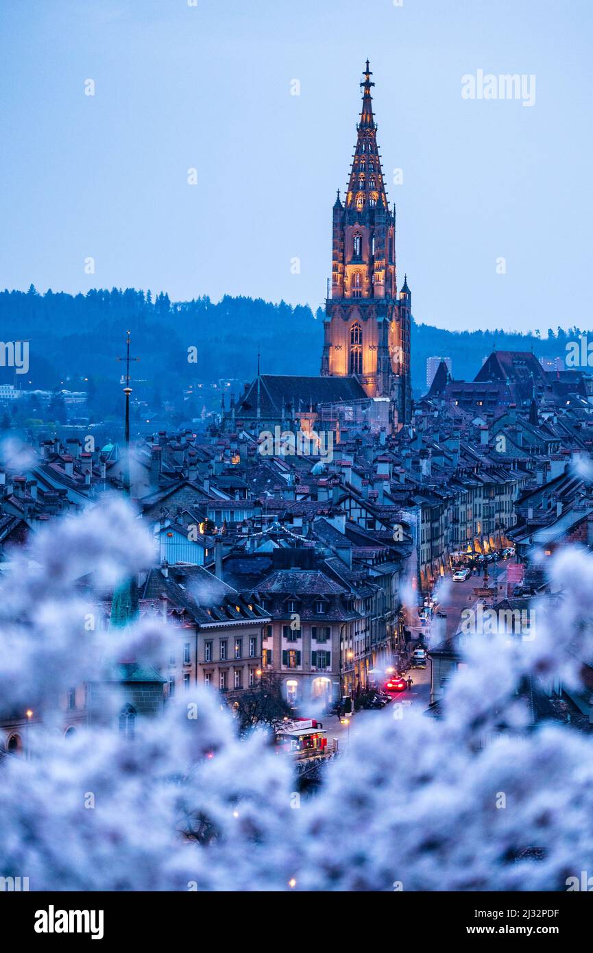 historic clocktower of Berner Münster during scenic cherry blossom in Rosengarten at blue hour Stock Photo