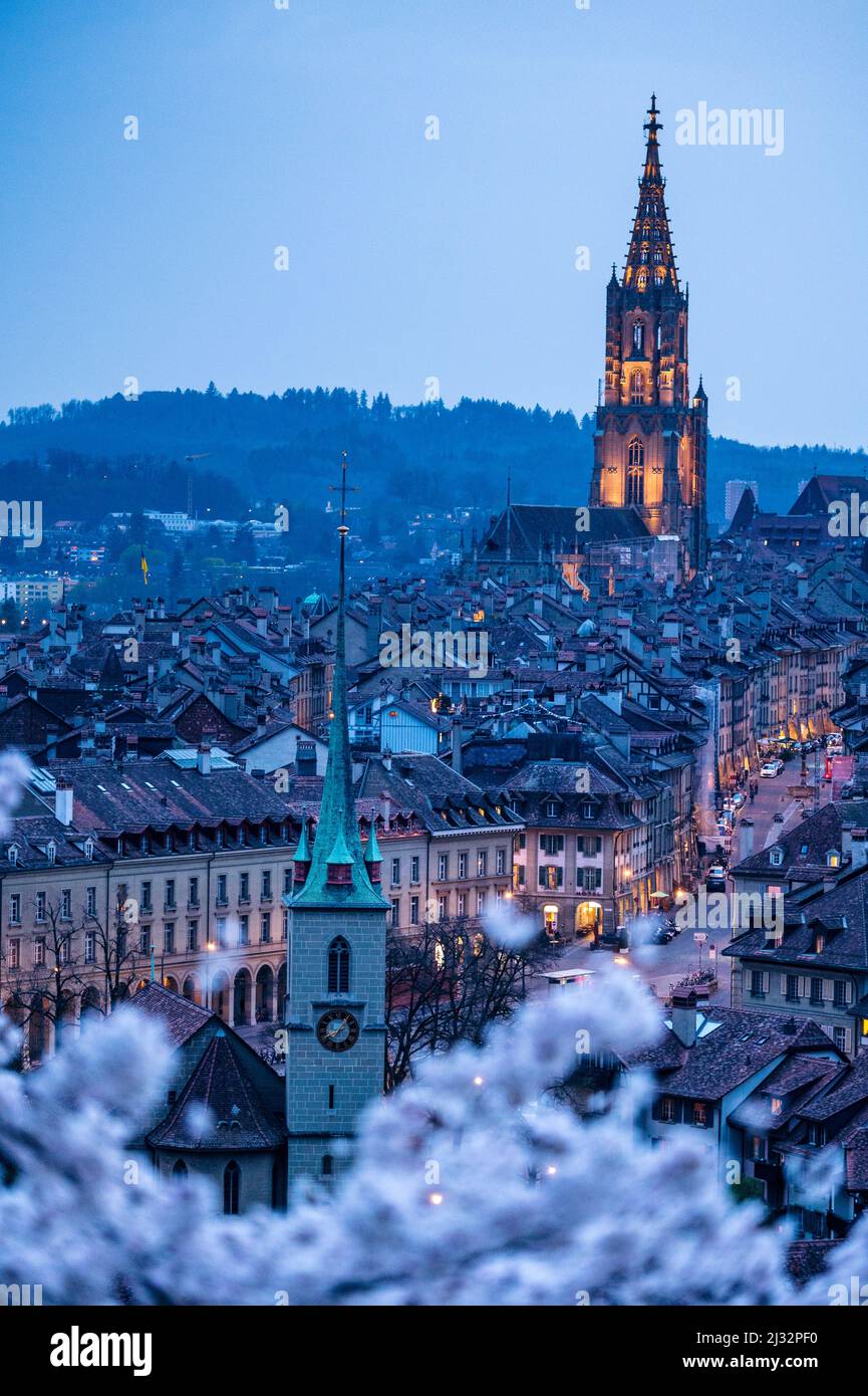 historic clocktower of Berner Münster during scenic cherry blossom in ...