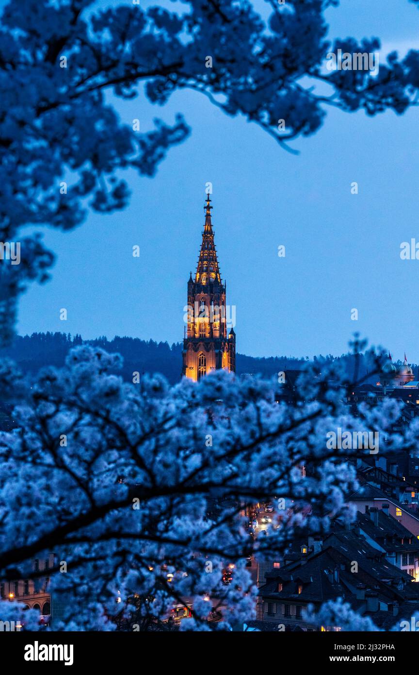 historic clocktower of Berner Münster during scenic cherry blossom in ...