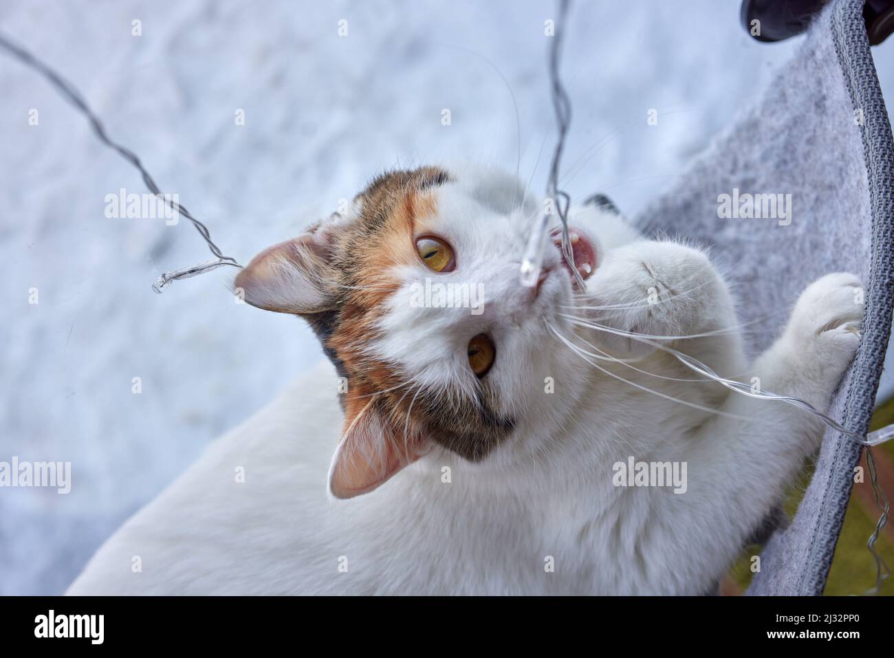 elegant white cat nibbles a glowing garland Stock Photo Alamy