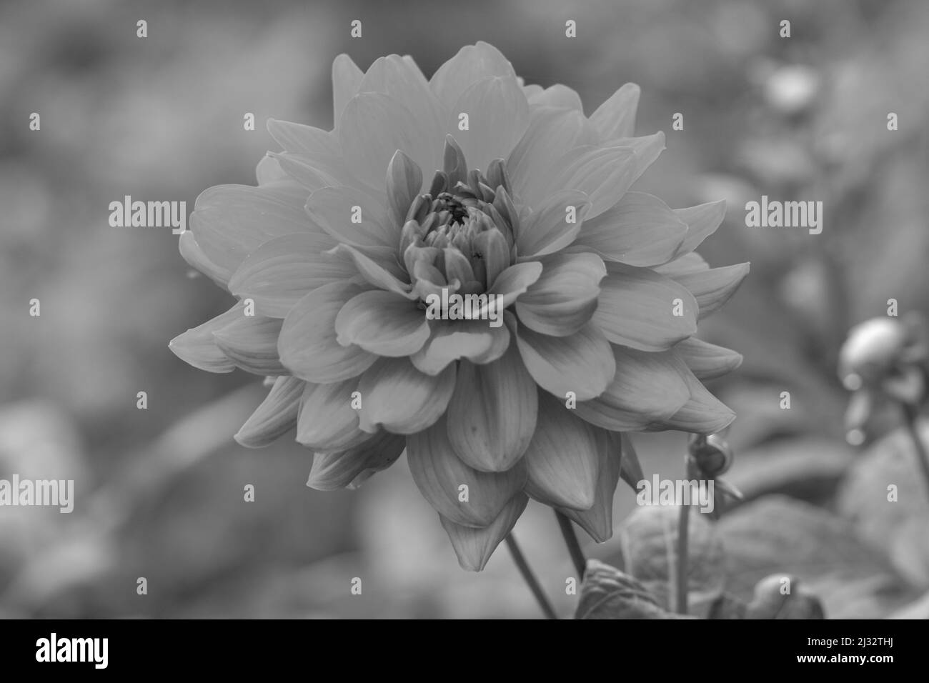 Dahlia Black and White Stock Photos & Images - Alamy
