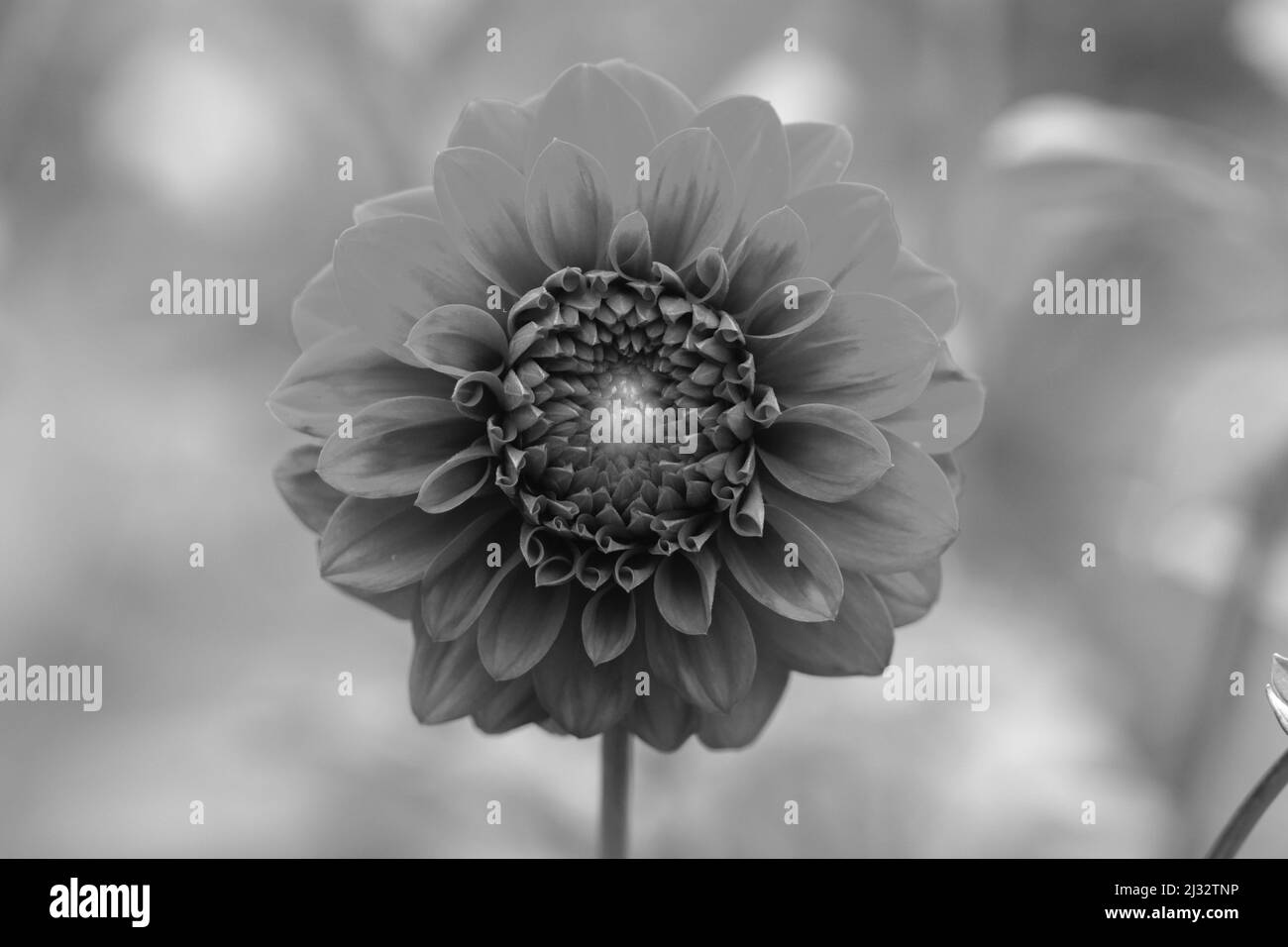 Garden dahlia Black and White Stock Photos & Images - Alamy