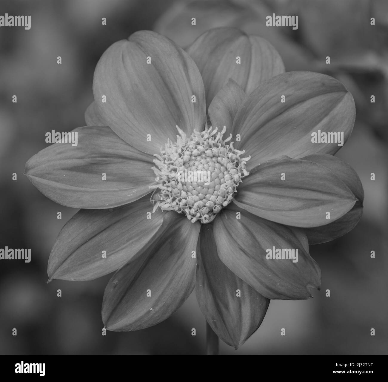 Dahlia closeup Black and White Stock Photos & Images - Alamy