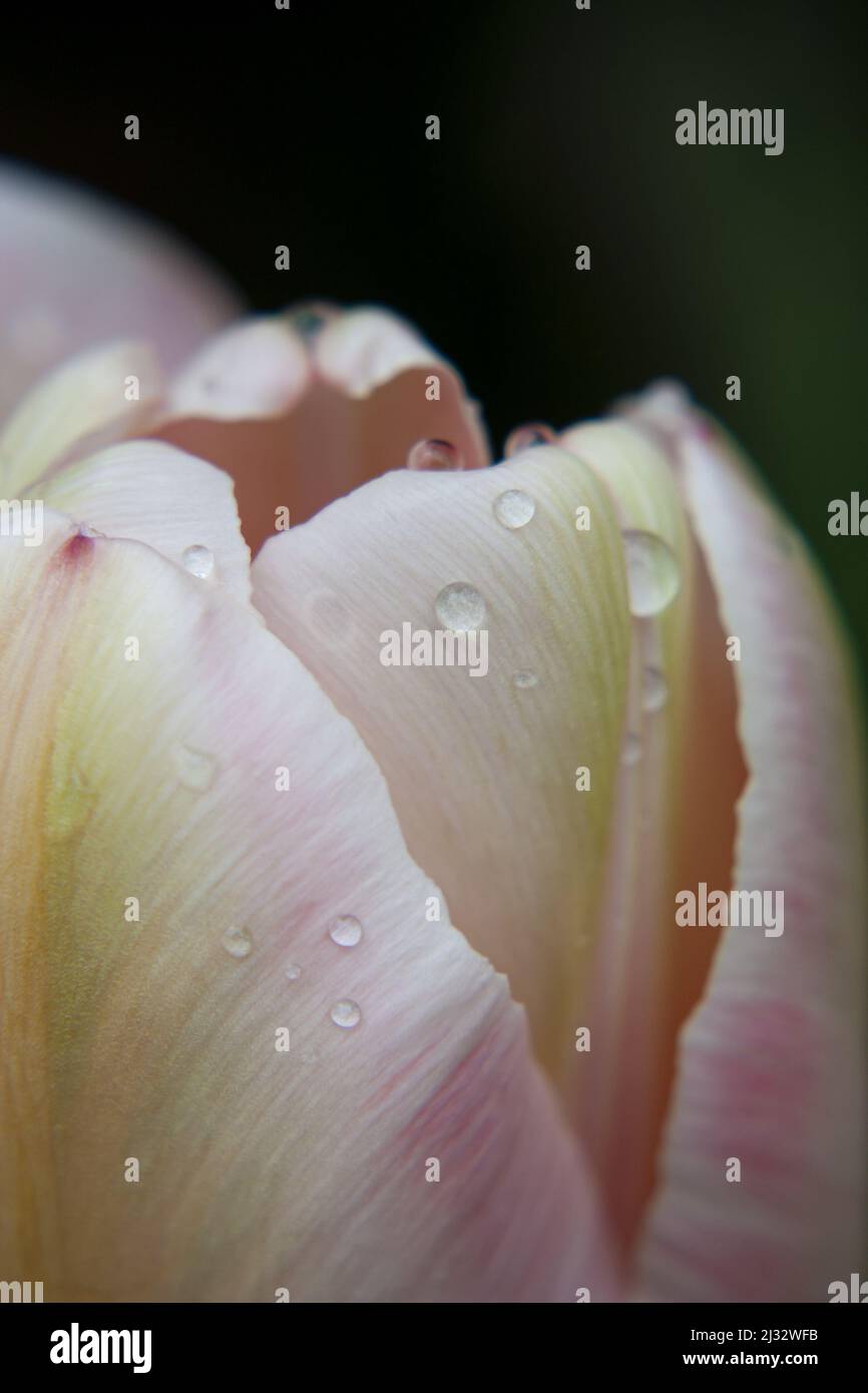 Soft pink tulip rain hi-res stock photography and images - Alamy