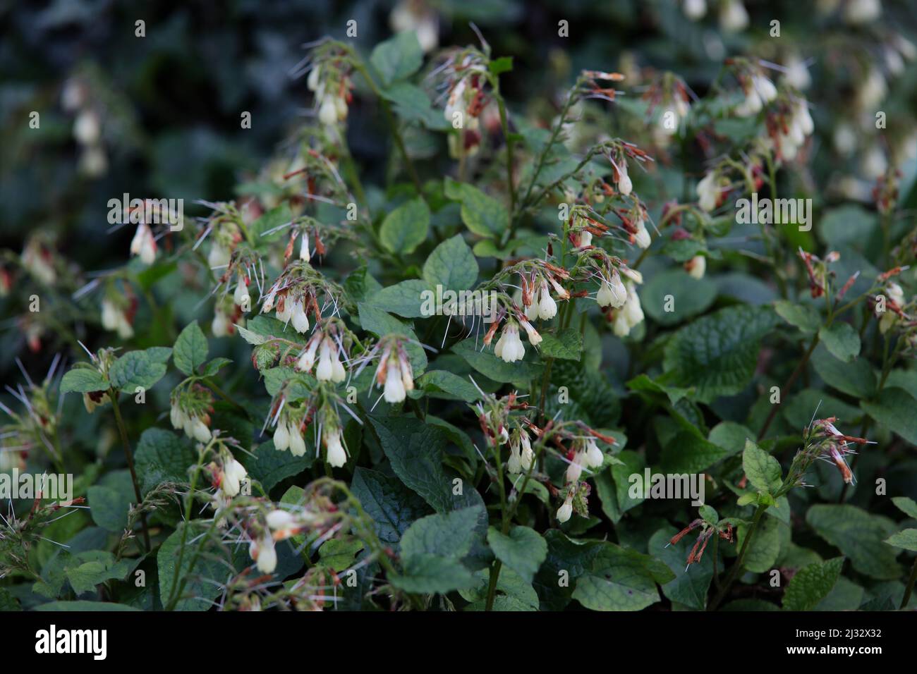 Wildflower Beauty - Close-up of a Creeping Comfrey plant , Symphytum grandiflorum . Stock Photo