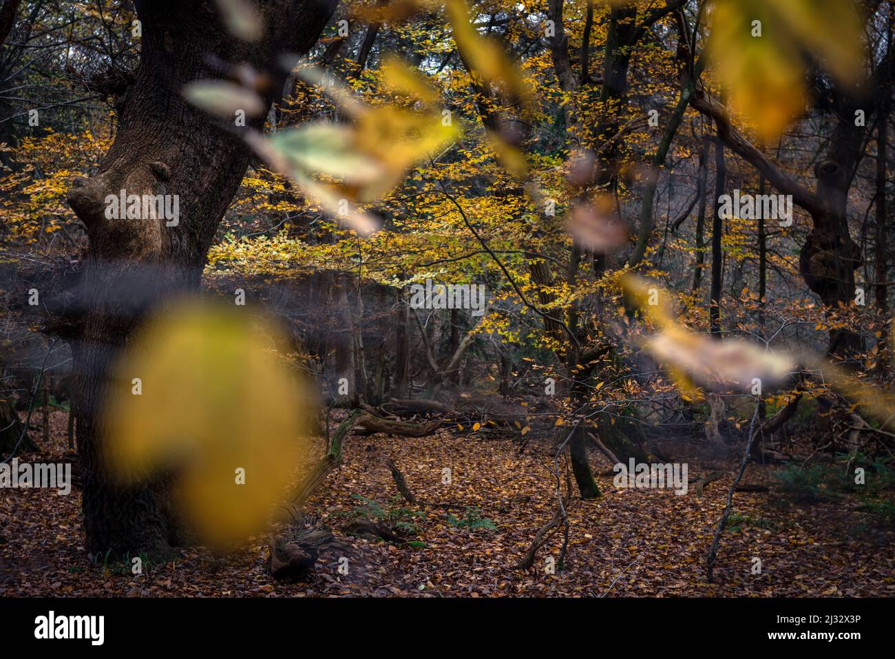 Autumn leaves in the Baumweg primeval forest, Ahlhorn, Lower Saxony, Germany, Europe Stock Photo