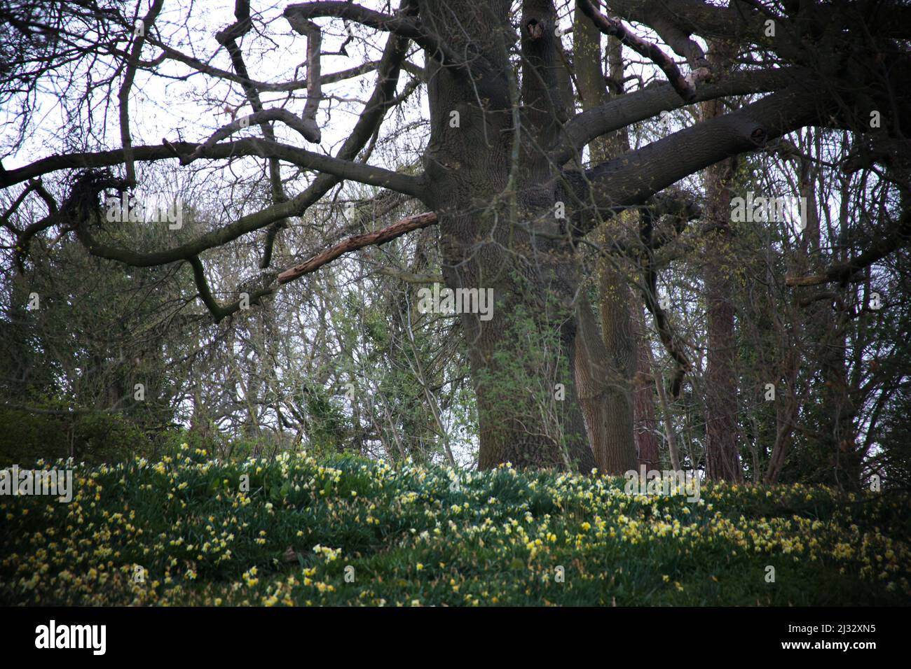 Spring Landscape at Warley Place Nature Reserve, Warley Road, Brentwood