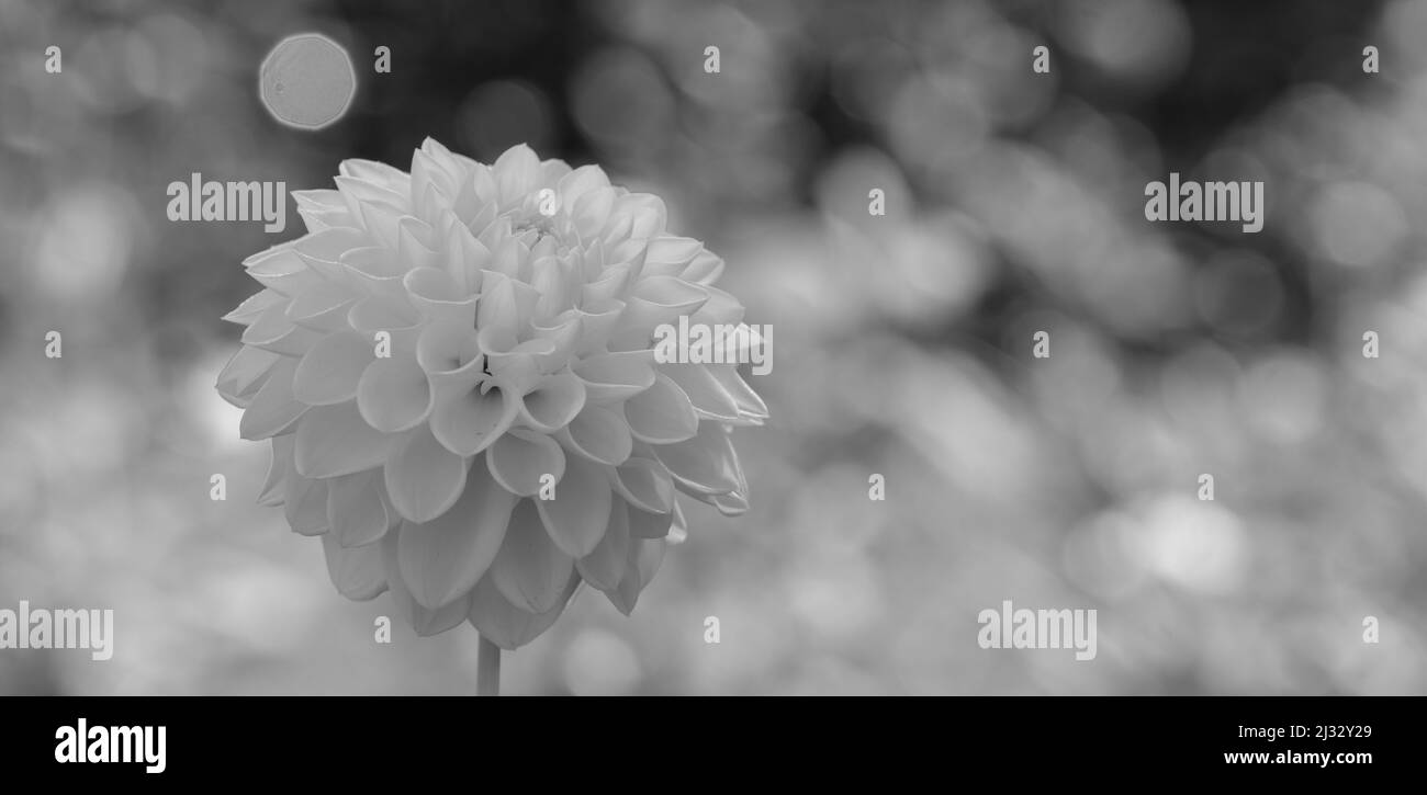 Dahlia closeup Black and White Stock Photos & Images - Alamy