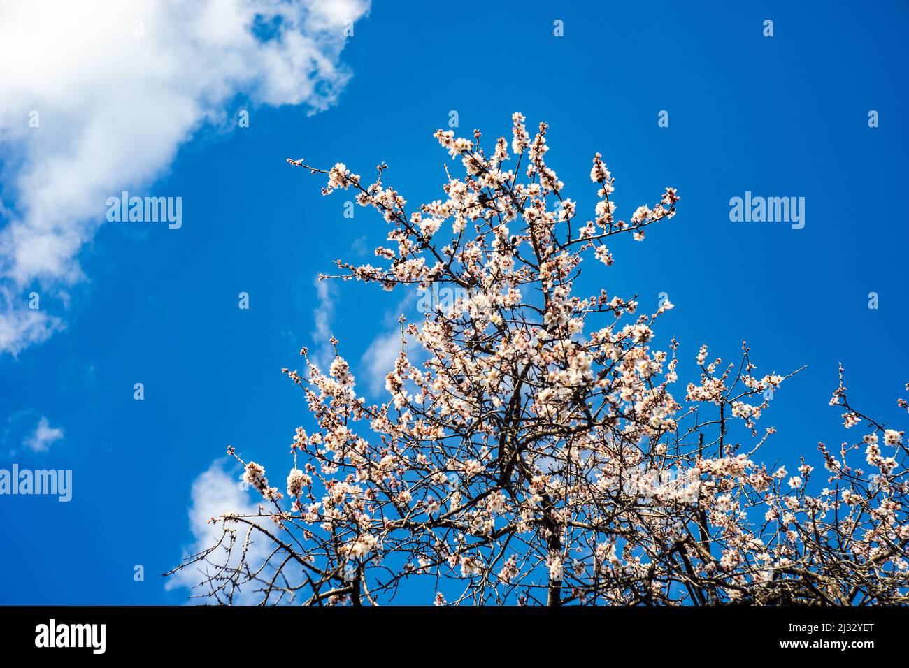 Blooming plum tree on the blue sky background Stock Photo