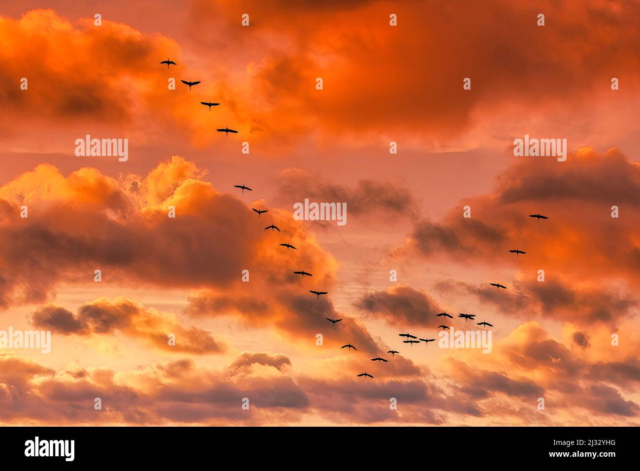 Migratory birds in flight near Linum, flock of cranes, sunset, Linum, Brandenburg, East Germany Stock Photo