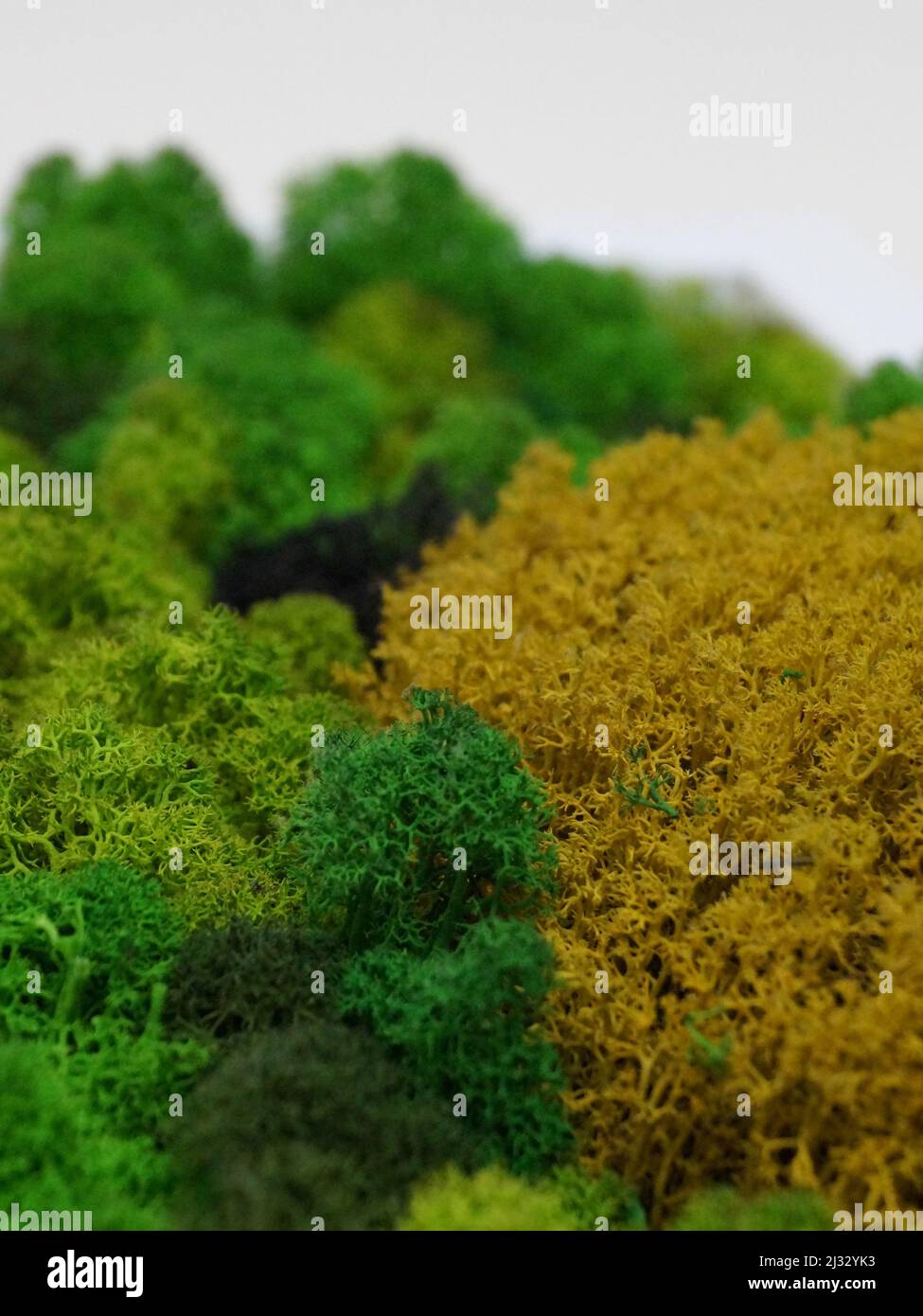 Deer moss hi-res stock photography and images - Alamy