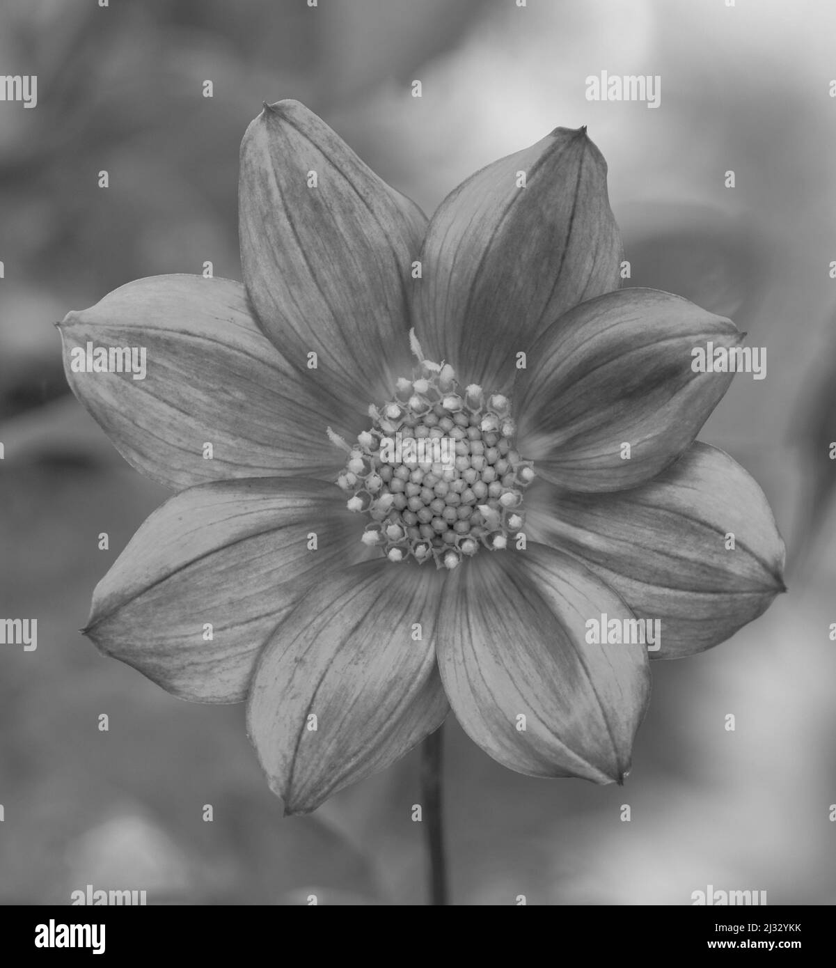 Dahlia blossom detail Black and White Stock Photos & Images - Alamy