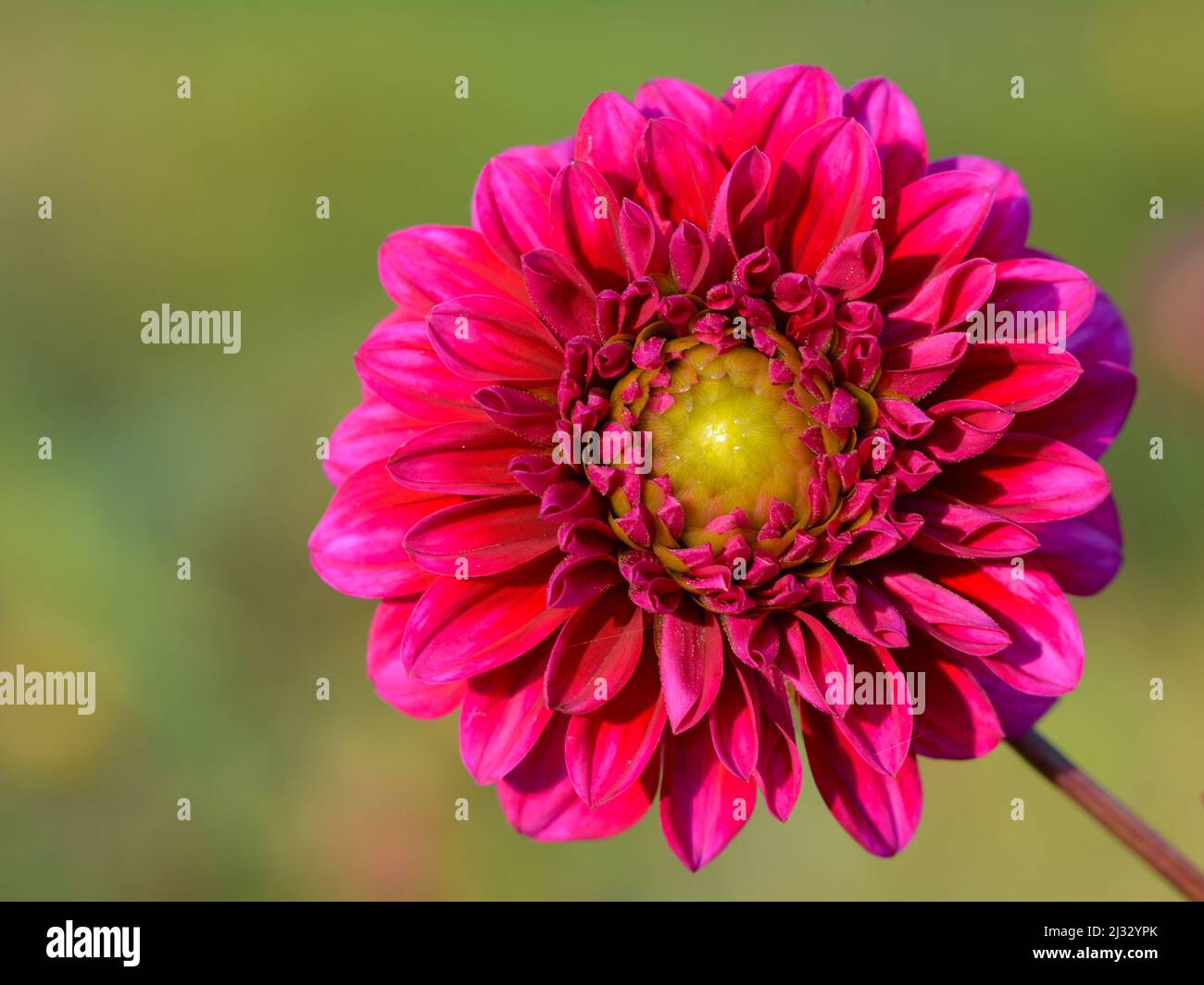 Vivid dahlia hi-res stock photography and images - Alamy