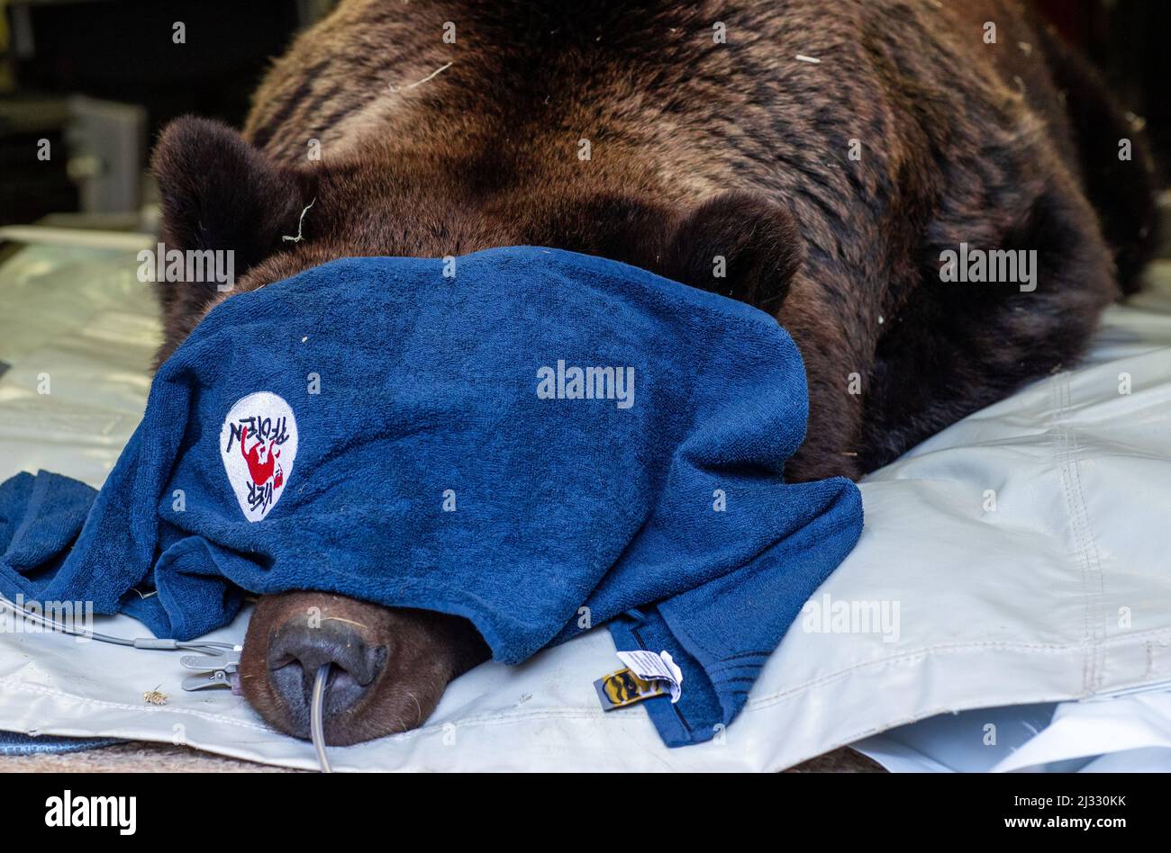 Stuer, Germany. 05th Apr, 2022. The 28-year-old bear Mascha lies anesthetized on the operating table during the visit to the bear forest in Stuer. At the beginning of the 2022 season, the animal protection foundation Vier Pfoten has several brown bears examined more closely by veterinarians. Mascha's teeth are checked and her shoulder examined. Credit: Jens Büttner/dpa/Alamy Live News Stock Photo