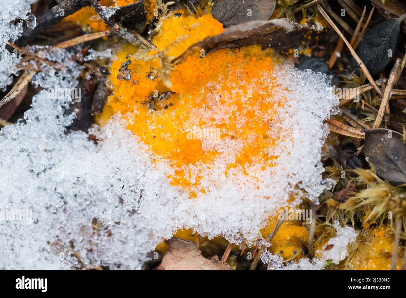 Cup fungus (Thelebolus terrestris) growing on moose urine, springtime