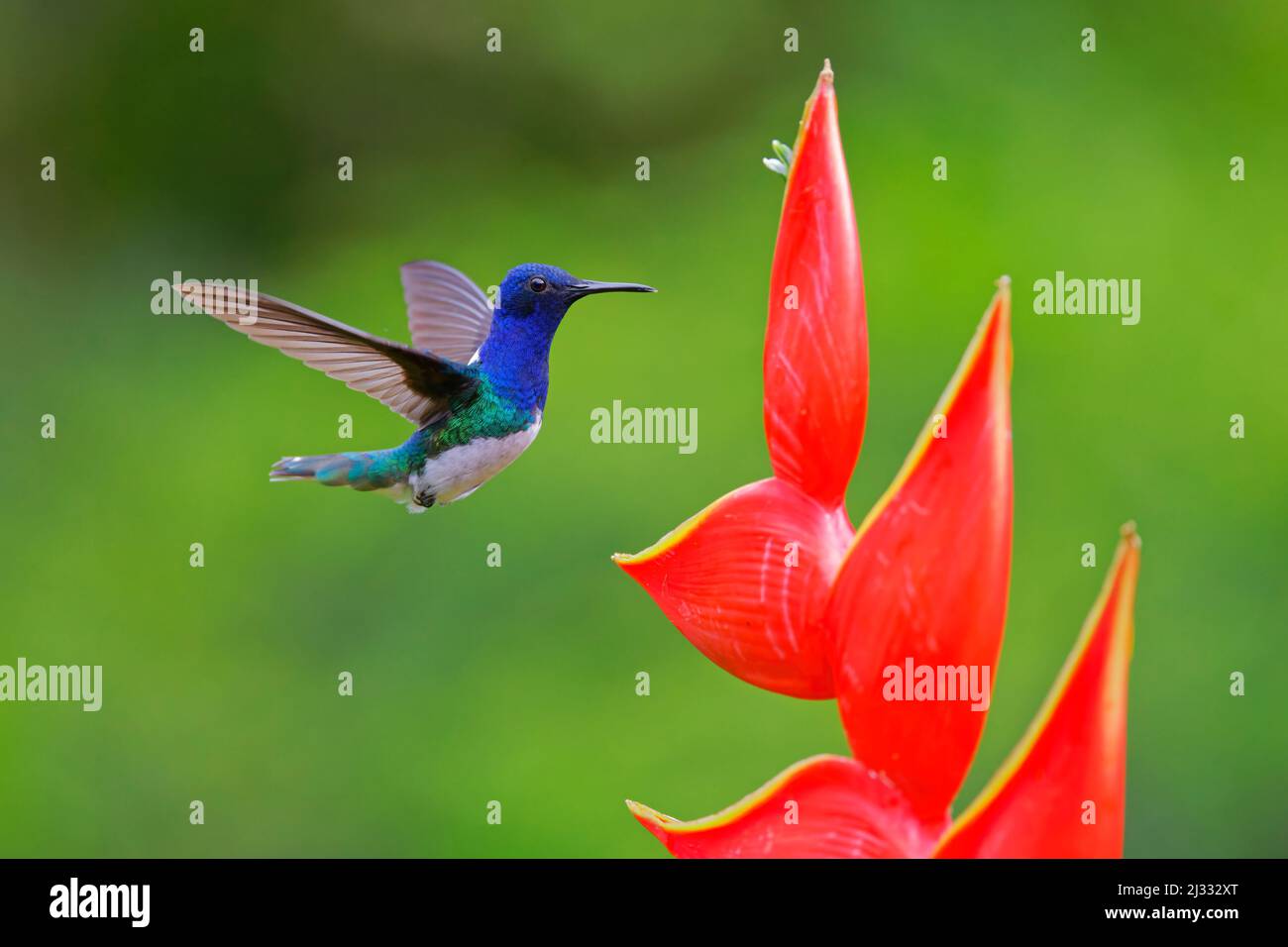 White necked jacobin hummingbird hi-res stock photography and images ...