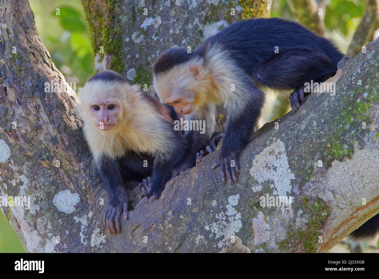 Panamanian White-faced Capuchin Monkey Cebus imitator Sarapiqui, Costa Rica MA004094 Stock Photo
