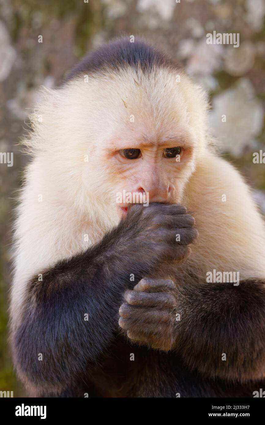 Panamanian White-faced Capuchin Monkey Cebus imitator Sarapiqui, Costa Rica MA004096 Stock Photo