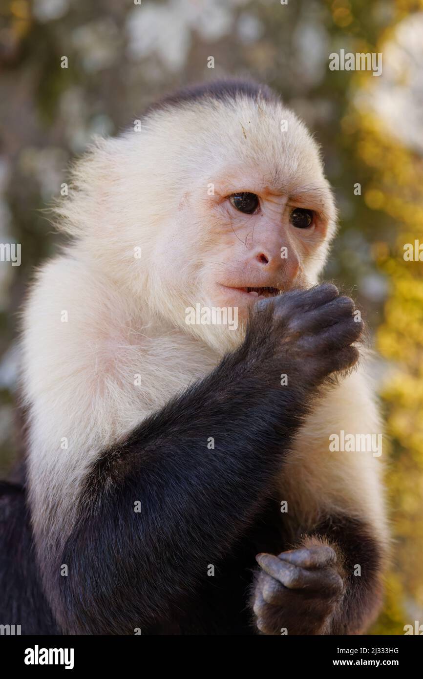 Panamanian White-faced Capuchin Monkey Cebus imitator Sarapiqui, Costa Rica MA004097 Stock Photo