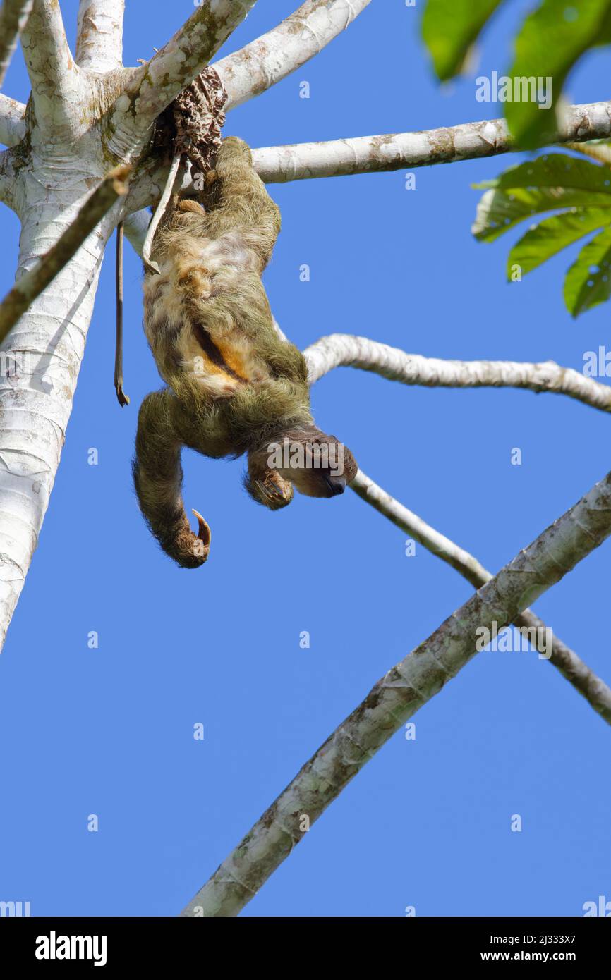 Brown Throated Three Toed Sloth Bradypus variegates Sarapiqui, Costa Rica MA004118 Stock Photo