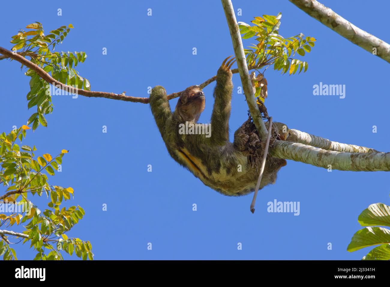 Brown Throated Three Toed Sloth Bradypus variegates Sarapiqui, Costa Rica MA004130 Stock Photo
