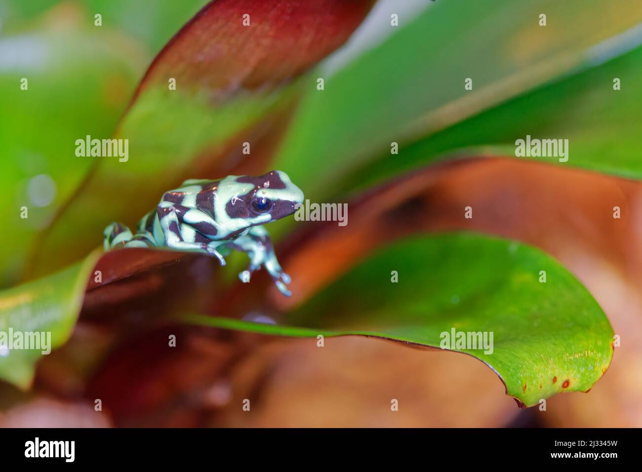 Green and Black Poison Dart Frog Dendrobates auratus Alajuela, Costa Rica RE000430 Stock Photo