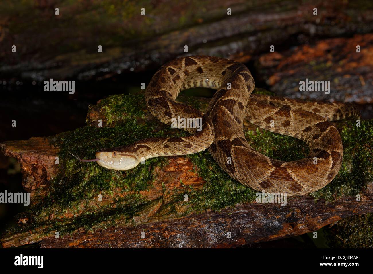 Fer-de-lance Snake Bothrops asper Boco Tapada, Costa Rica RE000466 Stock Photo