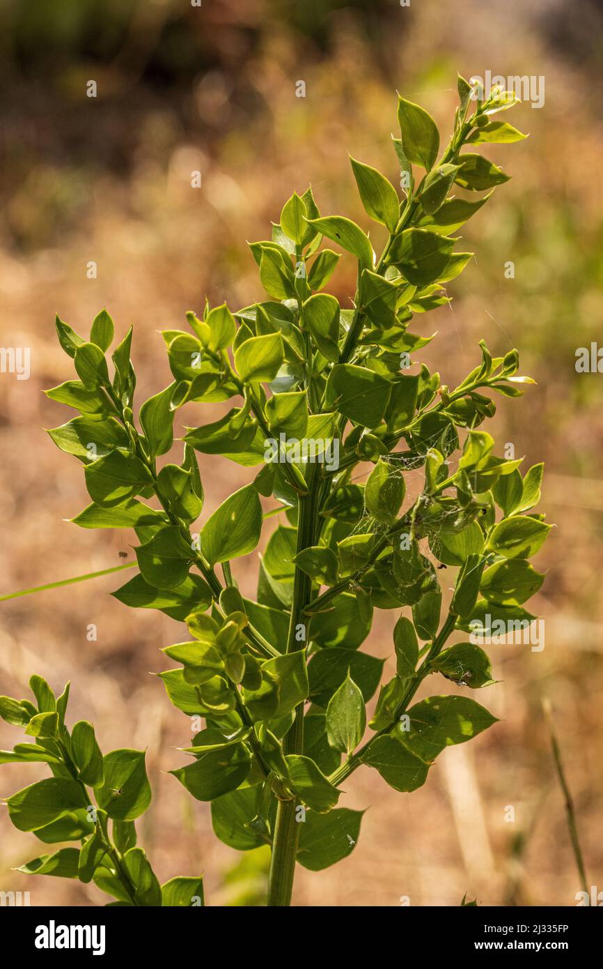 Ruscus aculeatus, Leaves of the Butchers Broom Bush Stock Photo
