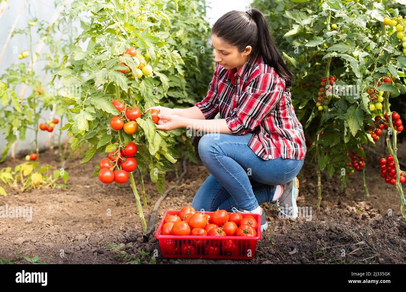 Young woman in a greenhouse picking some red tomatoes Stock Photo - Alamy