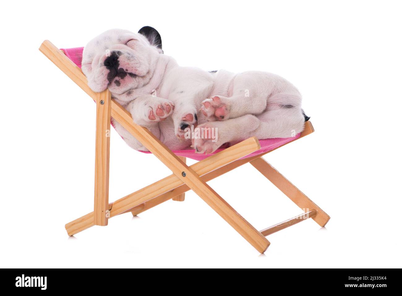 Sleeping puppy in a deck chair Stock Photo