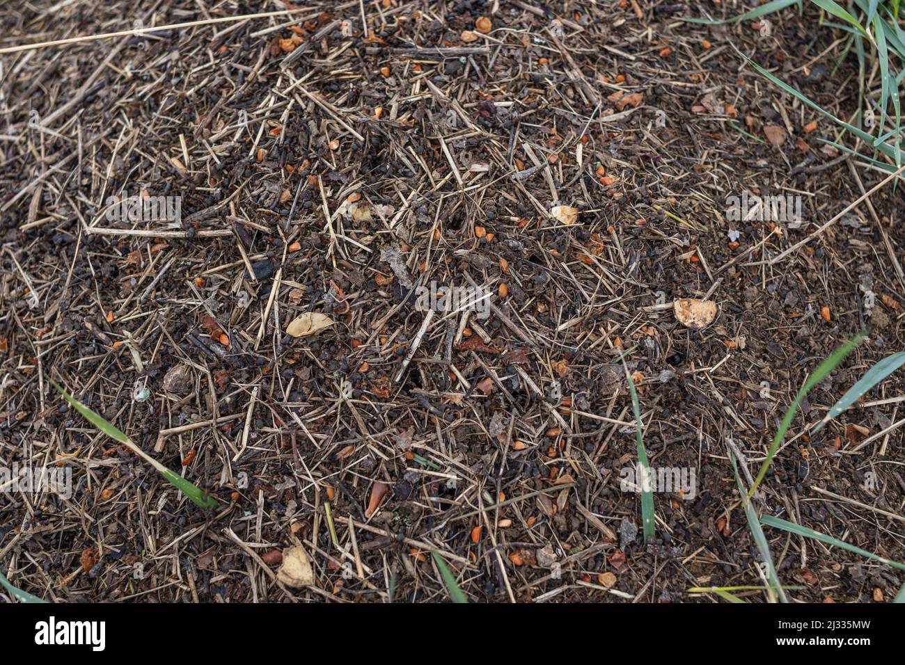 Wood Ant Anthill. Close-up of the army of red ants crawling in the nest, made from branches, seeds and straw Stock Photo