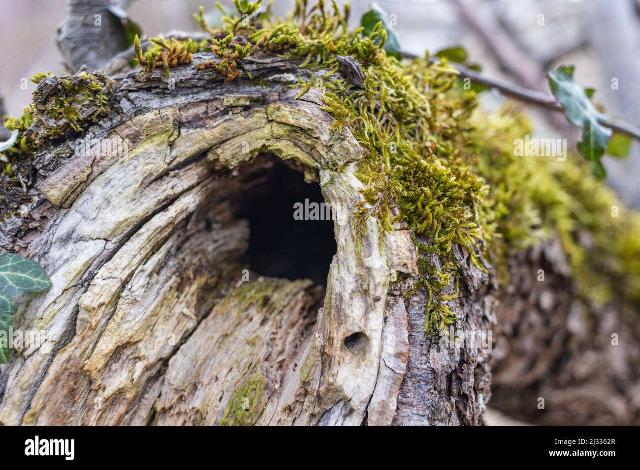 Tree hollow in the old moss-covered stump, located in a large forest, close, Background Stock Photo