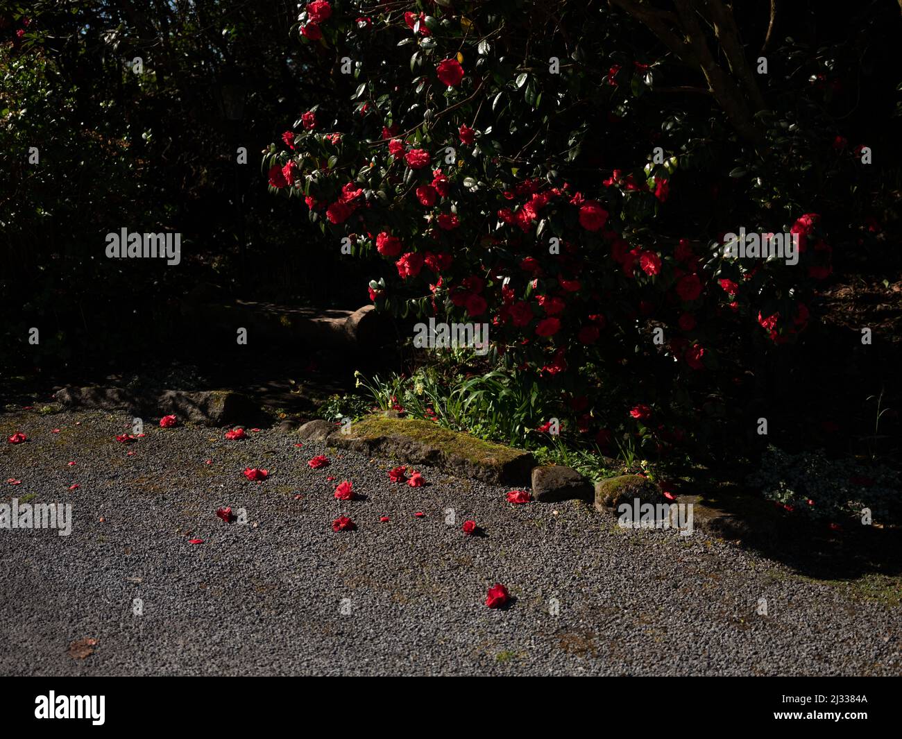 Fallen red flowers on a pathway. Stock Photo