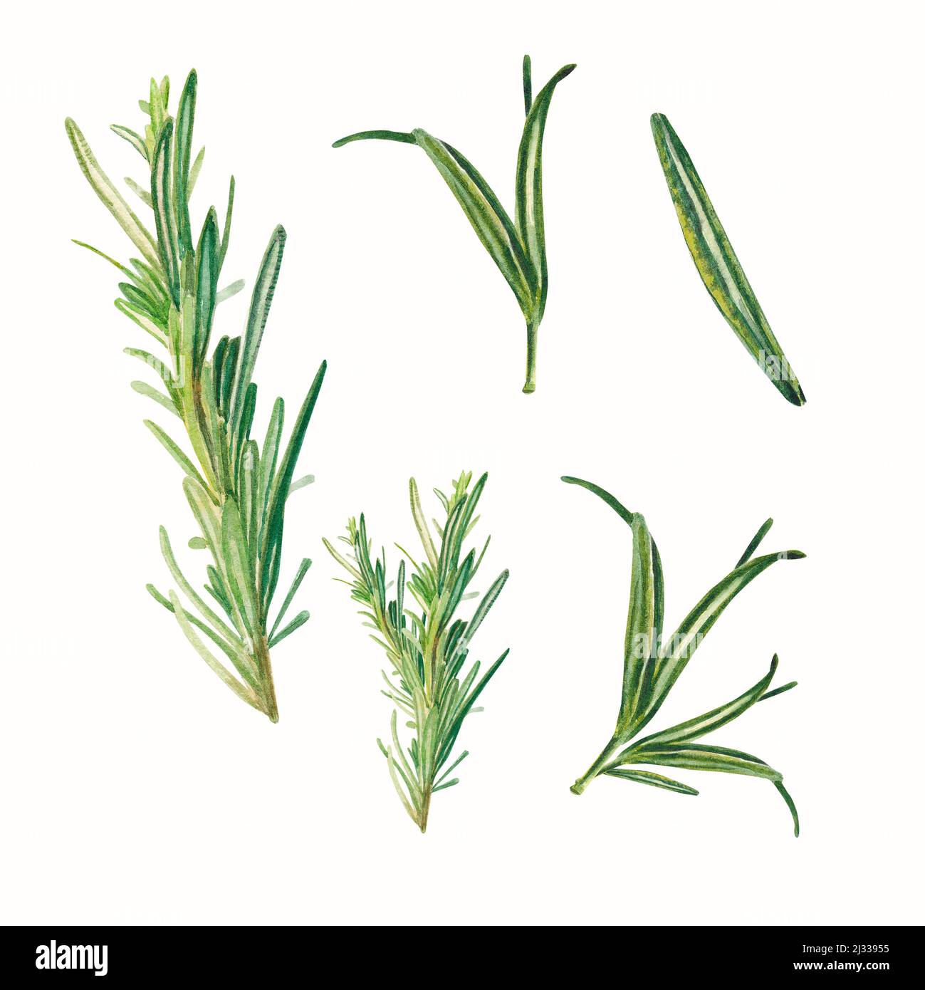 Design Process Rosemary Rosemary elements on a white background. Watercolor illustration of ...