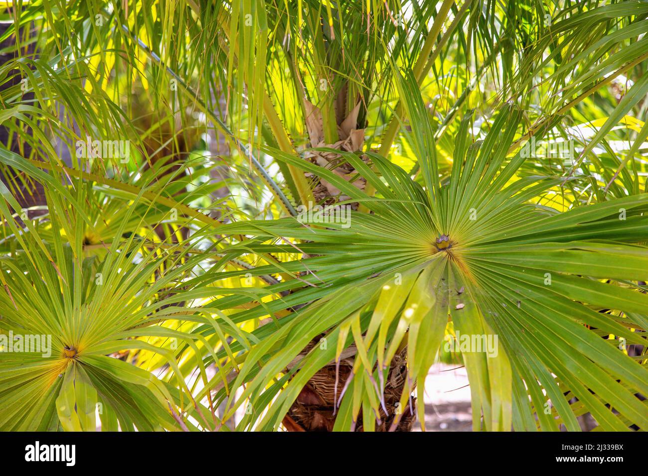 Australian Livingston palm, Livistona australis Stock Photo