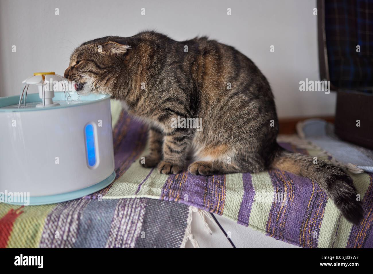 Pet water dispenser with automatic gravity refill Stock Photo Alamy