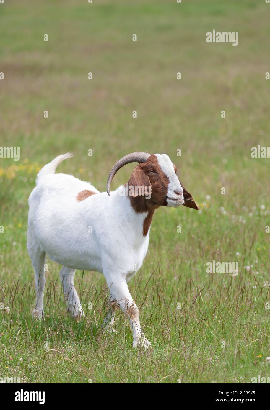 Boer goat buck male with horns walking through the farm field in Canada Stock Photo