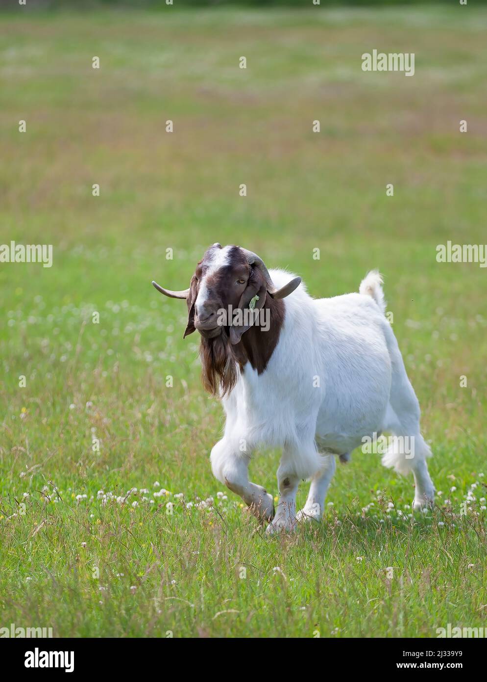 Boer goat buck male with horns walking through the farm field in Canada