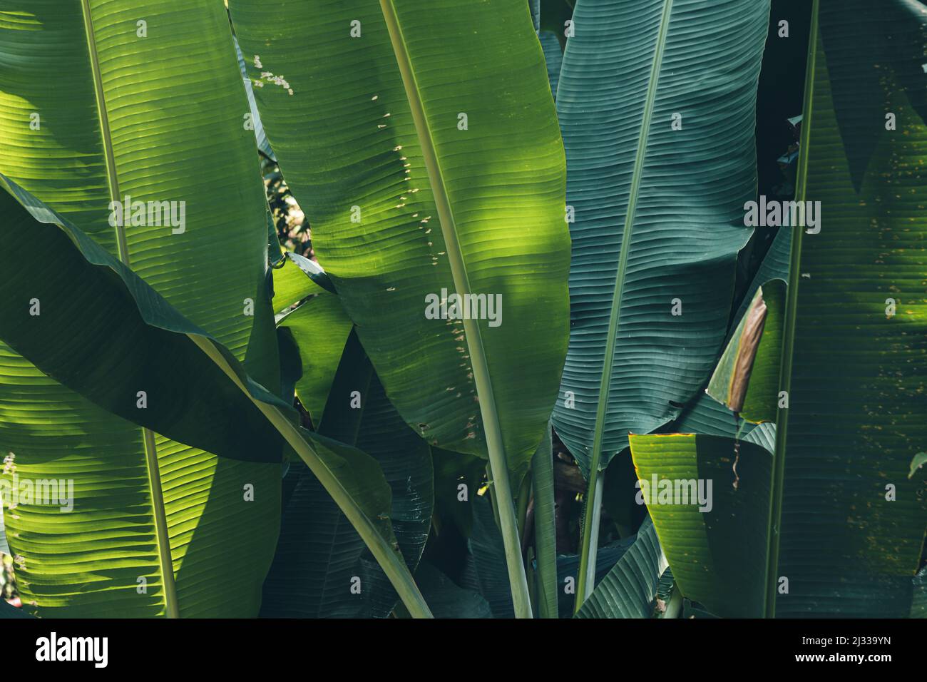 Green banana leaves texture background Stock Photo