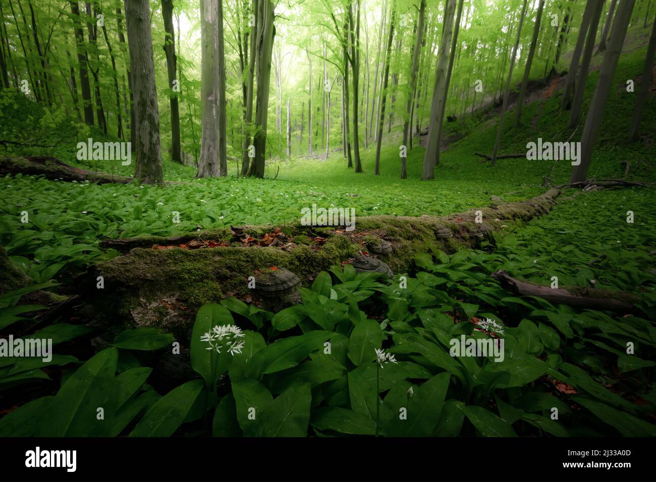 Wild garlic forest near Reichenbach in Hesse, Germany Stock Photo