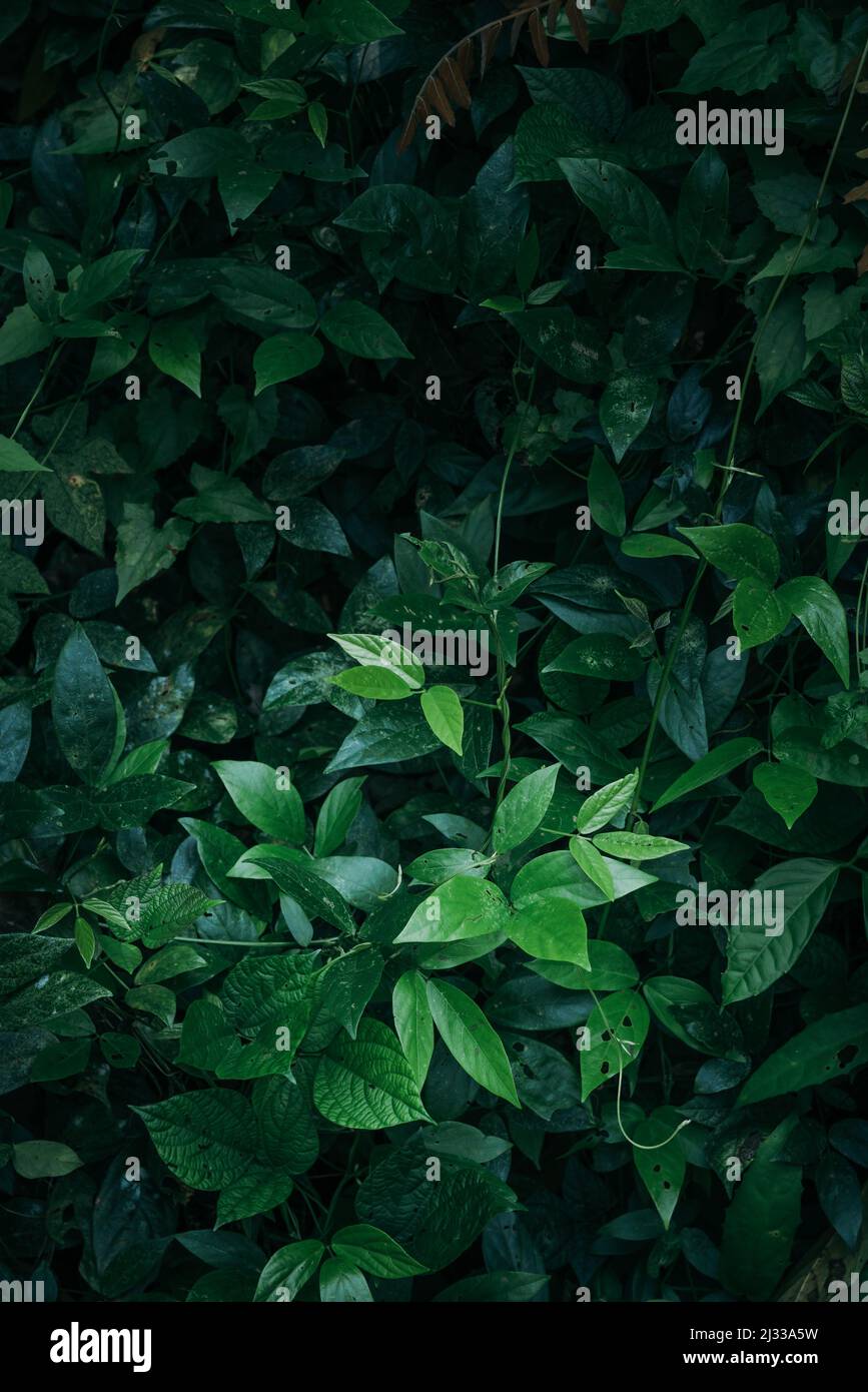 Fresh deep green lush leaves texture background Stock Photo