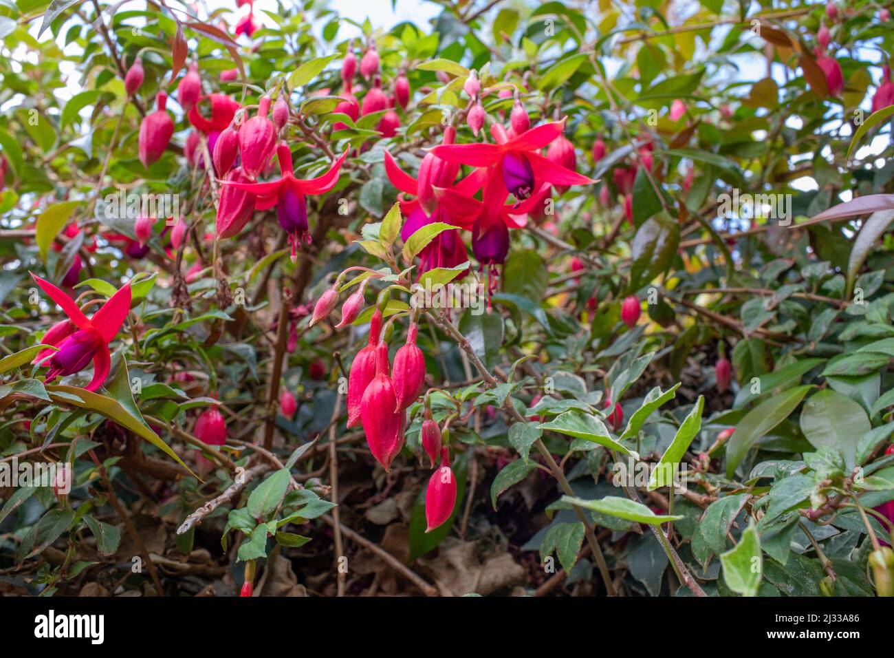 Fuchsia - also referred to as Dancing Dolls iis a genus of small plants and  trees. It was first discovered on the Caribbean Island of Hispaniola Stock  Photo - Alamy