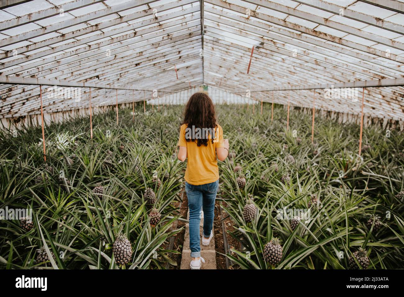 Pineapple plantation in the azorean island of São Miguel Stock Photo