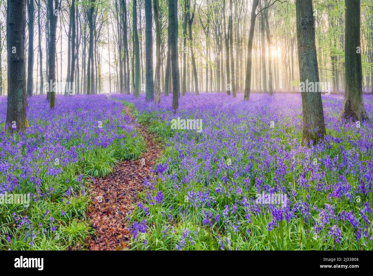 English bluebell woods at dawn. Stock Photo