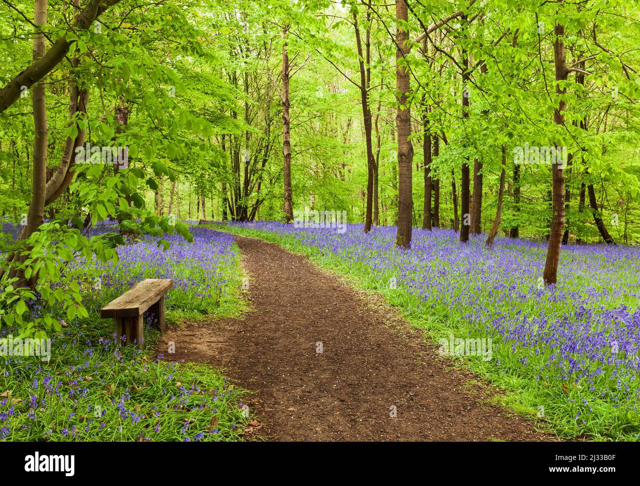 Bluebell woods at Hole Park Gardens. Stock Photo