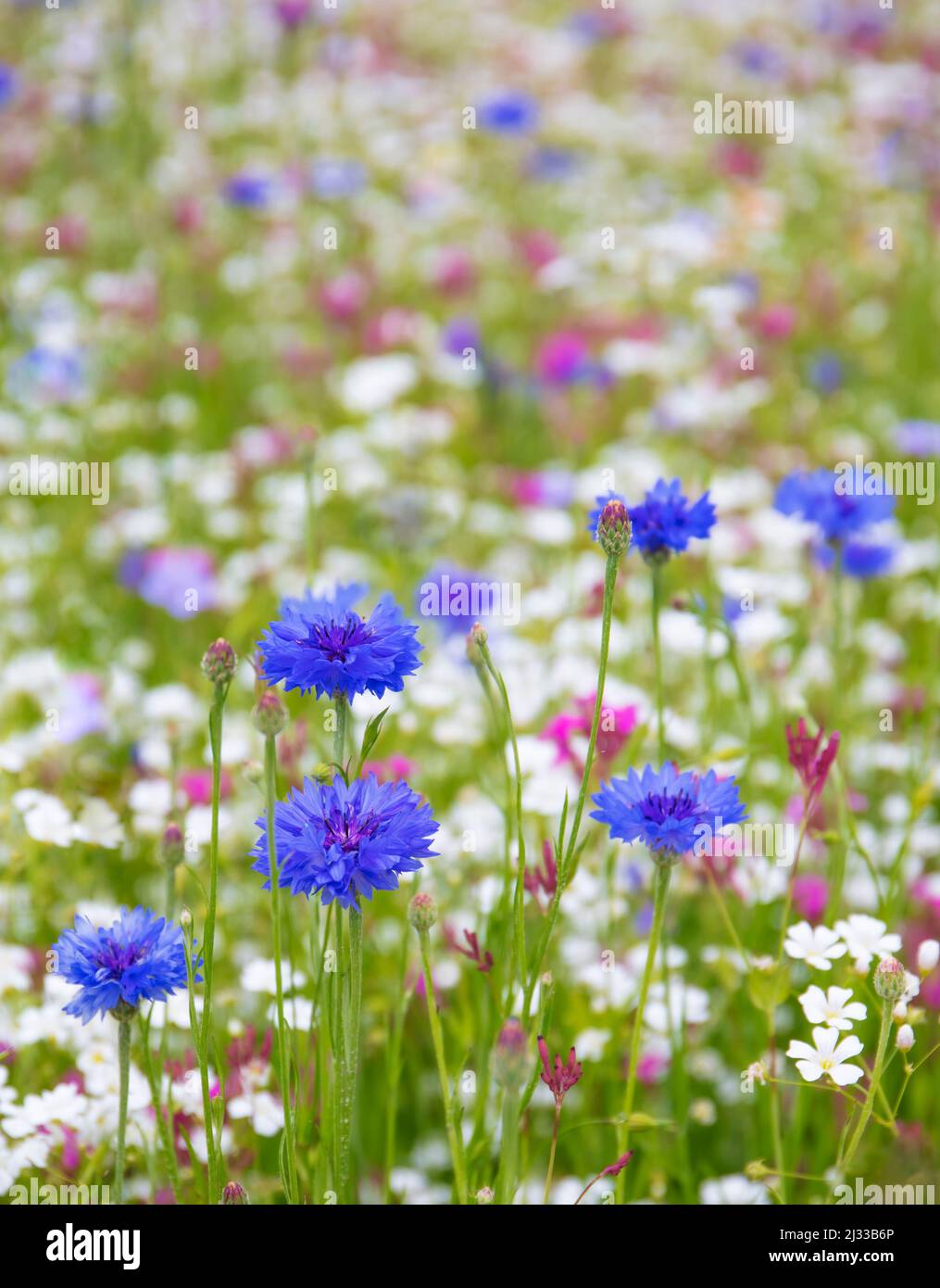 Wild Cornflowers. Stock Photo