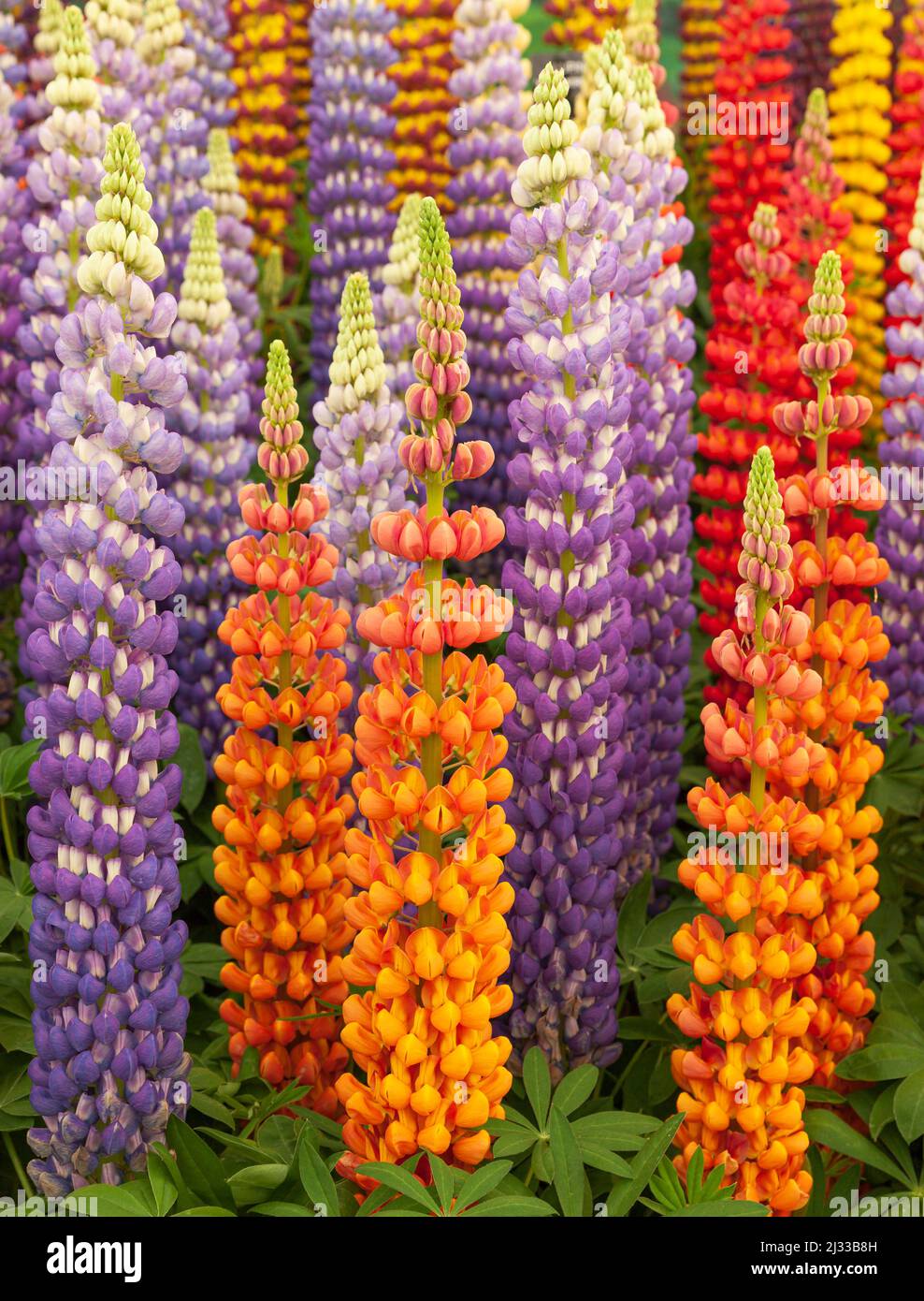 Colourful Lupin flowers. Stock Photo