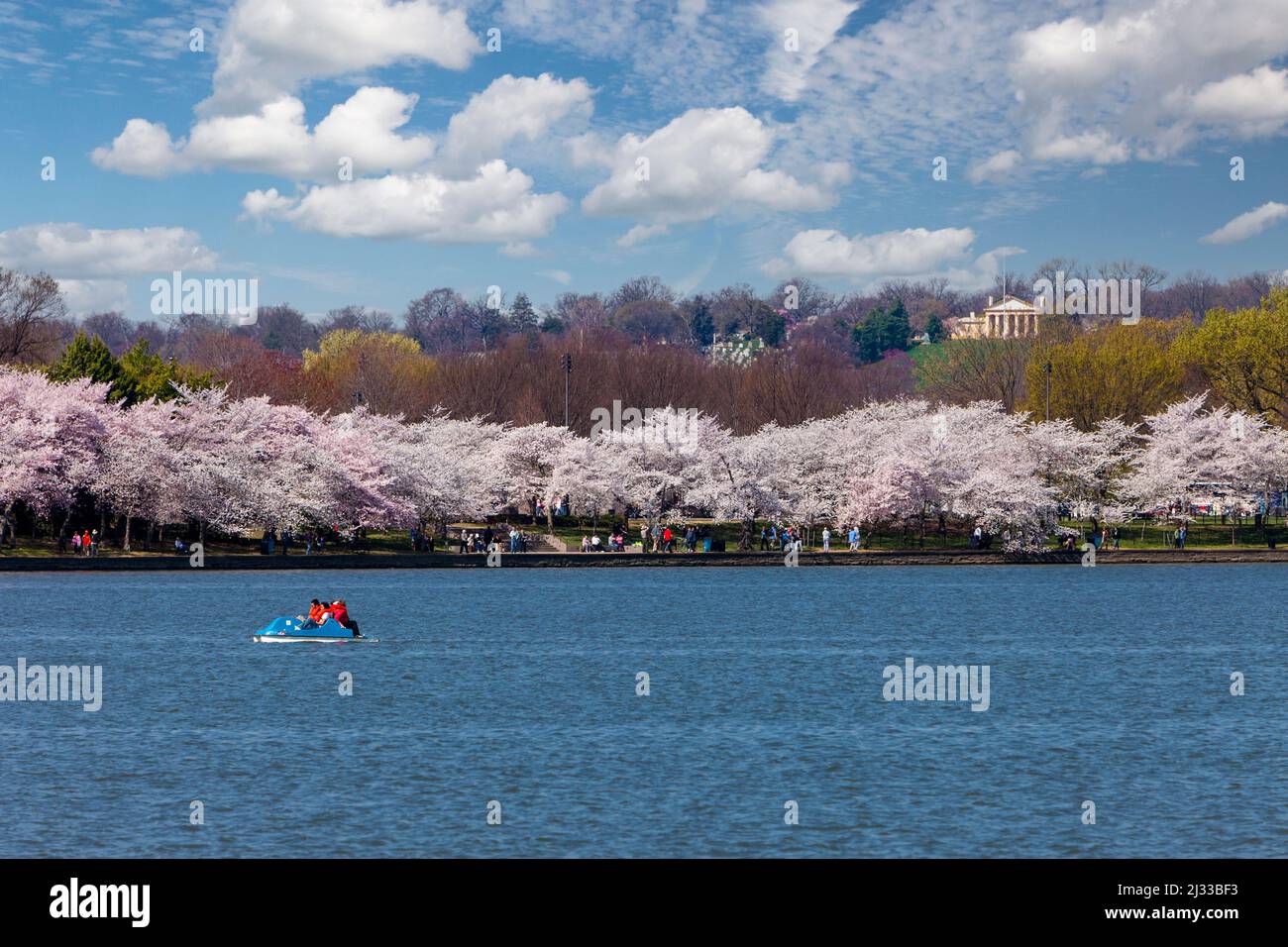 Washington, D.C., Cherry Blossoms.  Paddle-Boating on the Tidal Basin.  Custis-Lee Mansion on Hilltop in Background. Stock Photo