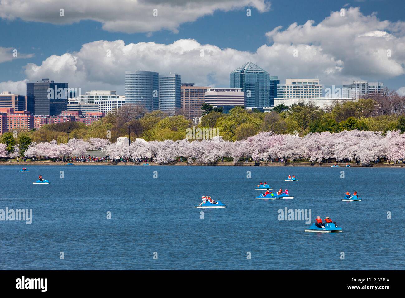 Washington, D.C., Cherry Blossoms.  Paddle-Boating on the Tidal Basin.  Rosslyn, Virginia in Background.  Martin Luther King, Jr. Monument on Edge of Stock Photo