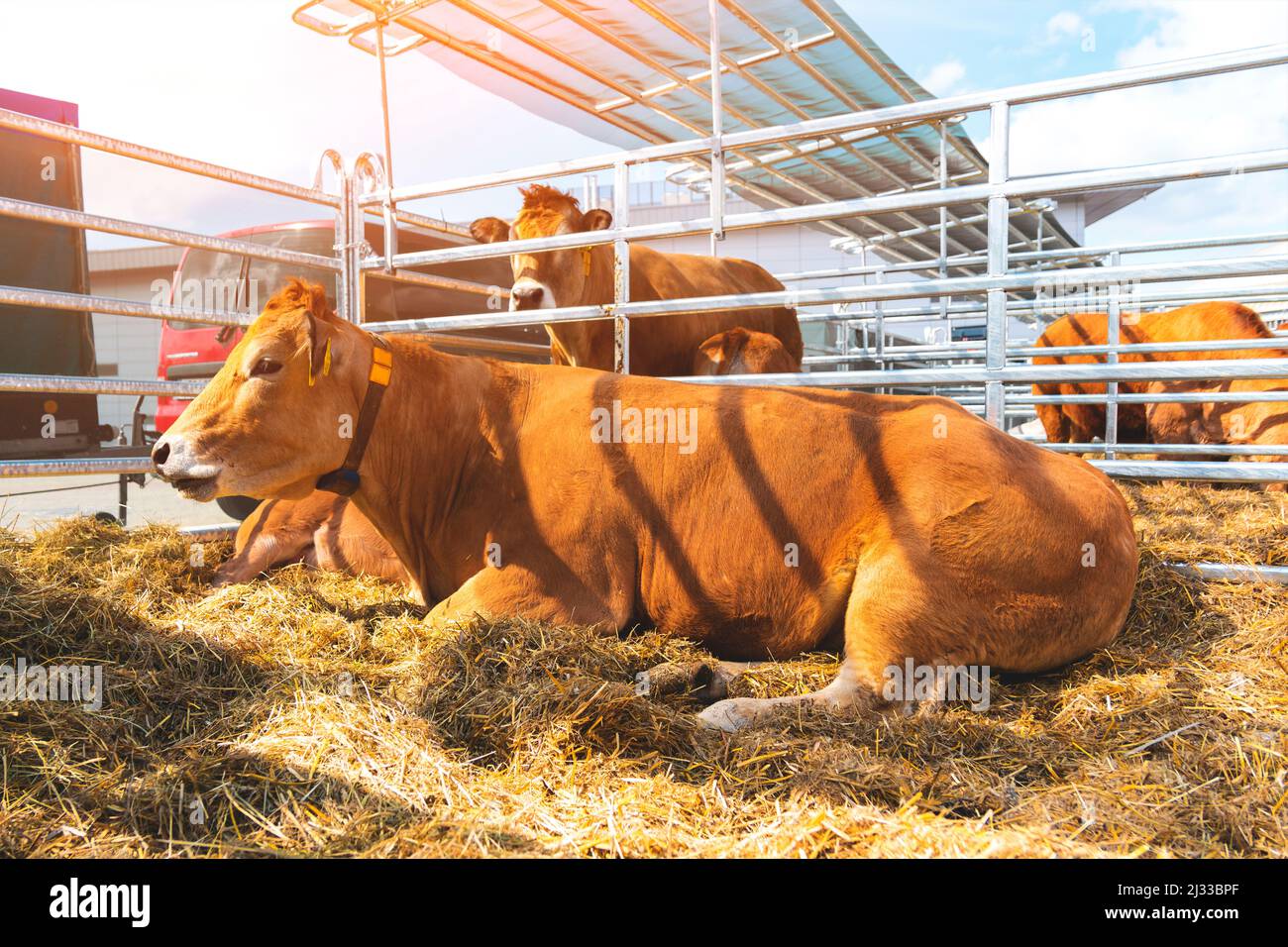 A brown cow lies on hay in a corral. Cows in the paddock with tags on the ears eat hay and rest close up view. Cow Milk Farm. Stock Photo